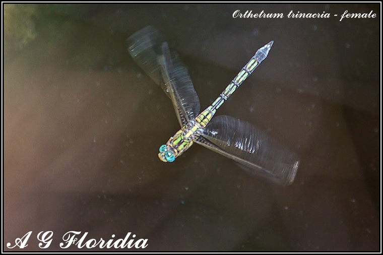 O. trinacria in volo